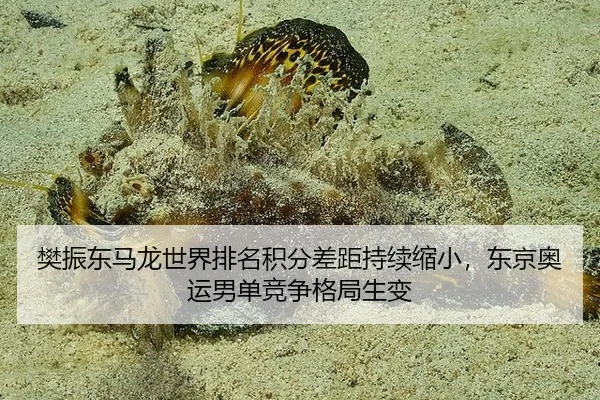 樊振东马龙世界排名积分差距持续缩小，东京奥运男单竞争格局生变